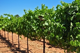 Davancy House Vineyard