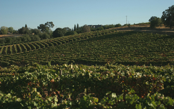 Dickson Road Vineyard